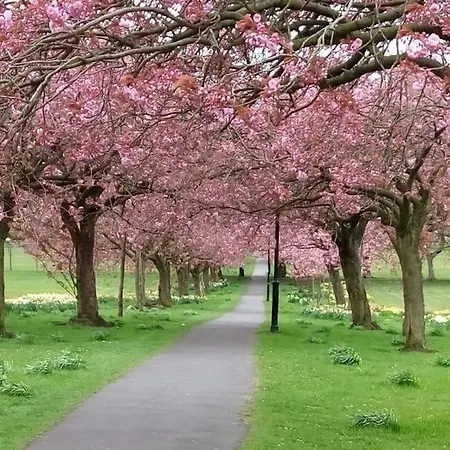 100 * Harrogate